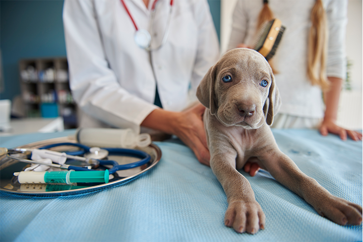 doctor_and_dog
