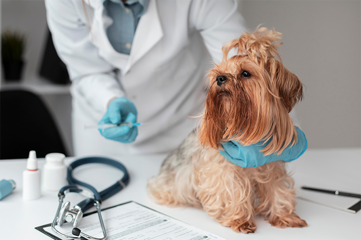 doctor_and_dog