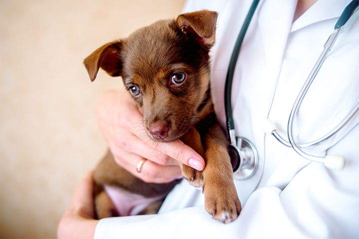 doctor_and_dog