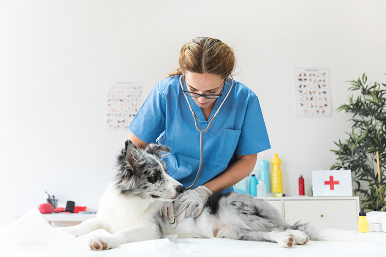 veterinarian